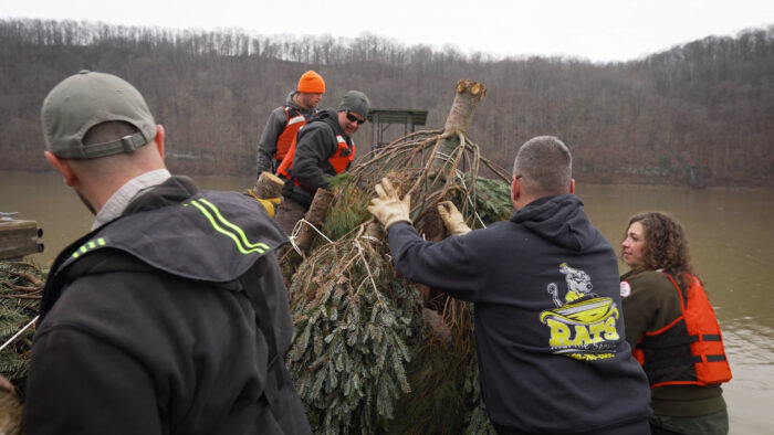 A group wearing personal flotation devices over sweatshirts pull an overturned evergreen tree into a boat. In the background can be seen a body of water with a high, wooded ridge in the background.