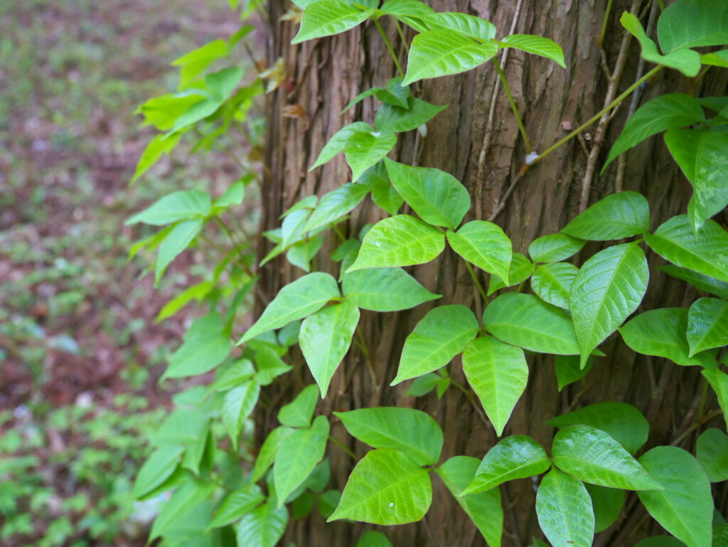 A cluster of poison ivy growing on a tree.