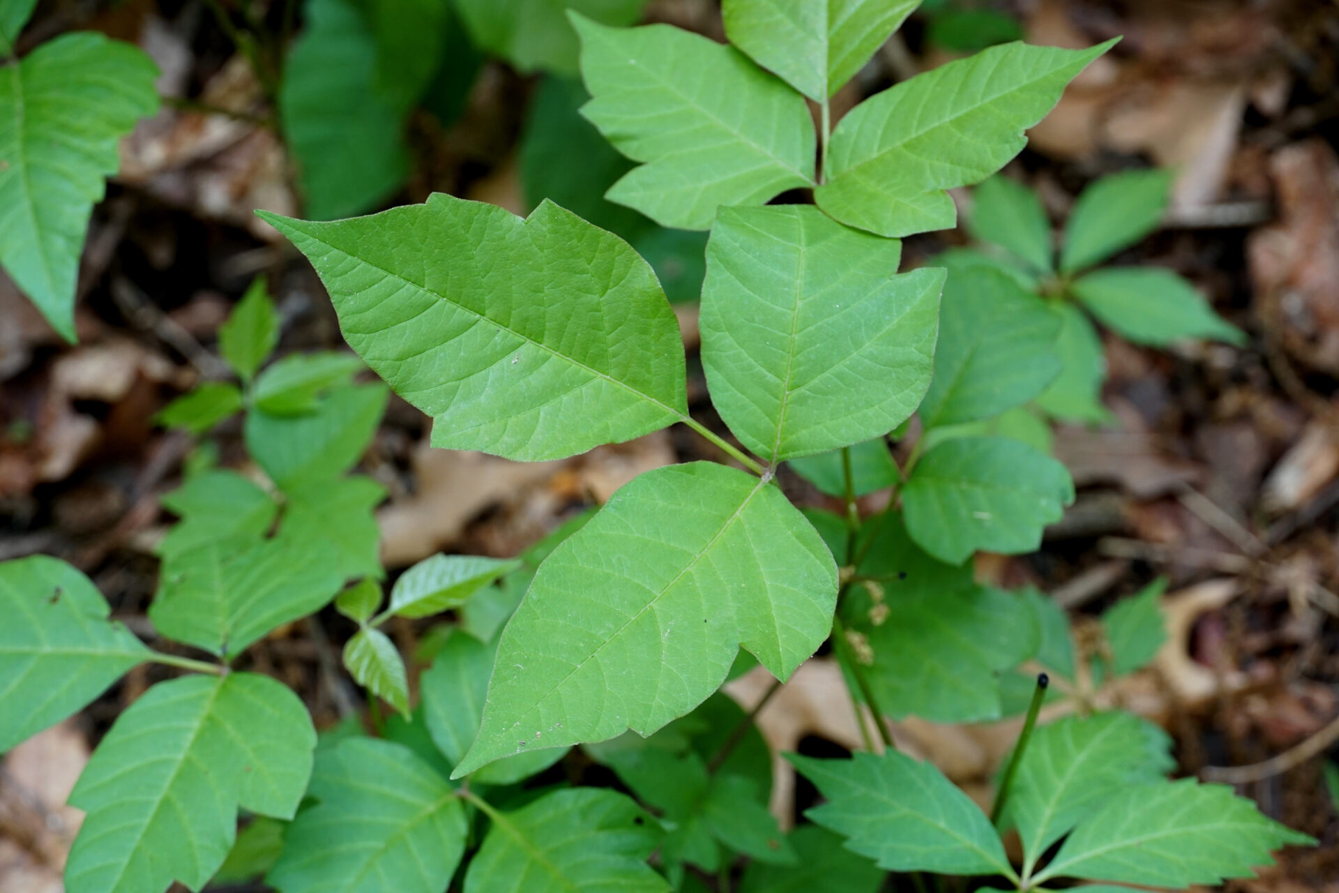Poison Ivy Cures Can Be Found In The Woods