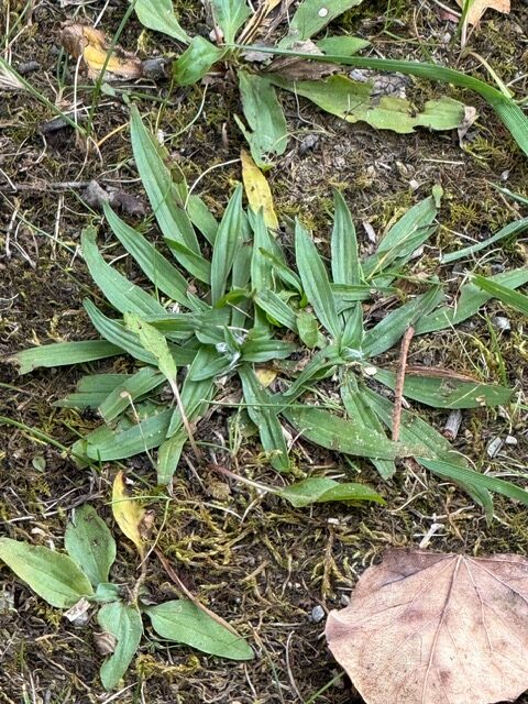Green leaves growing out of brown dirt.