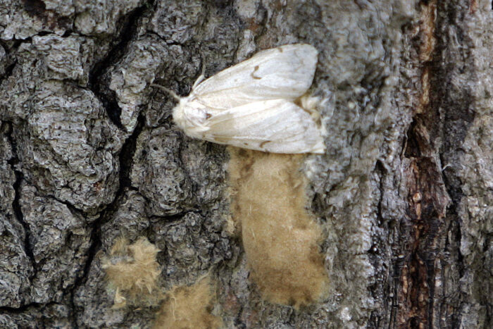 A small white moth is shown on a tree.