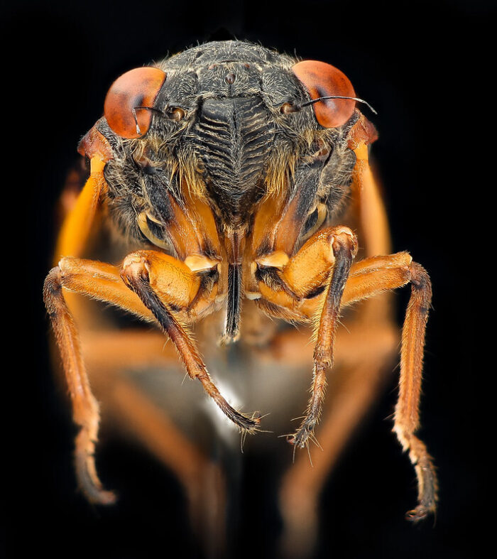 A close-up image of a cicada.