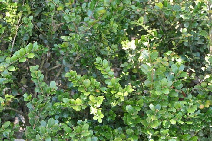 A bush viewed close up has small, round green leaves branching from woody stems.