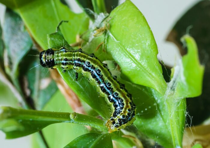 A caterpillar with green and yellow stripes sits atop a green leaf.