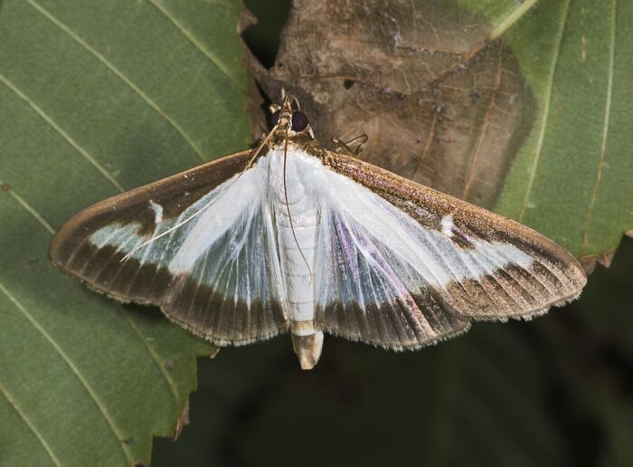 A brown and white moth sits on a partially rotten leaf.