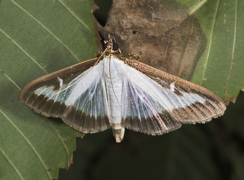A brown and white moth sits on a partially rotten leaf.