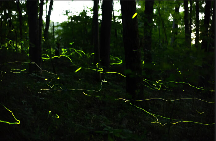 A dark forest with yellowish-green lightning bugs flying around.