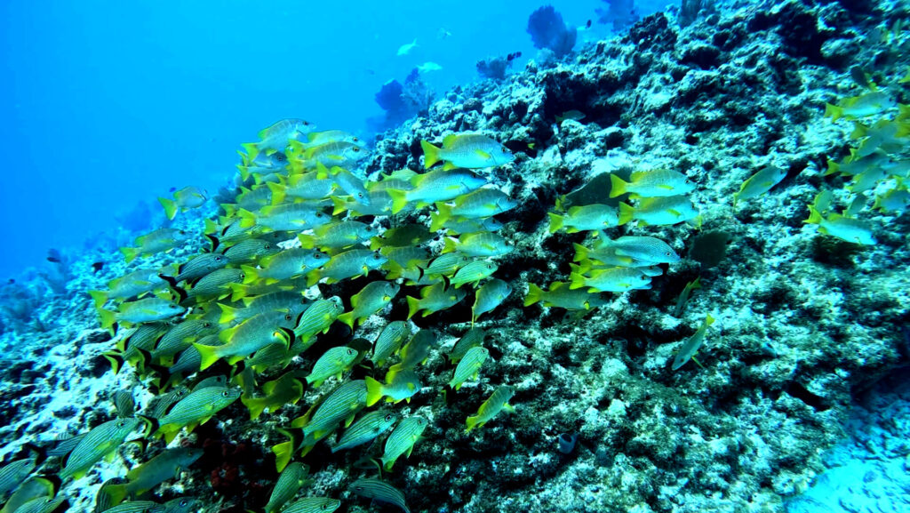school of yellow fish on a coral reef
