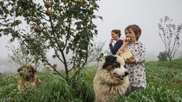 A landscape image of an adult woman and two children eating apples from an apple orchard. There are two dogs with them.