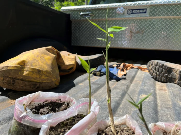 An image of bamboo growing out of a plastic bag. The bags are in bed of a pickup truck. 