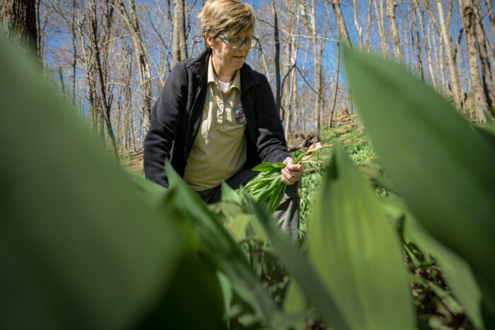 A woman picking ramps, a green leafy plant, in the woods. 