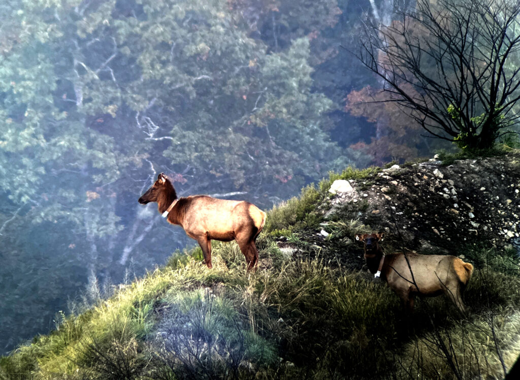 An elk cow stands on a steep cliff surrounded by trees
