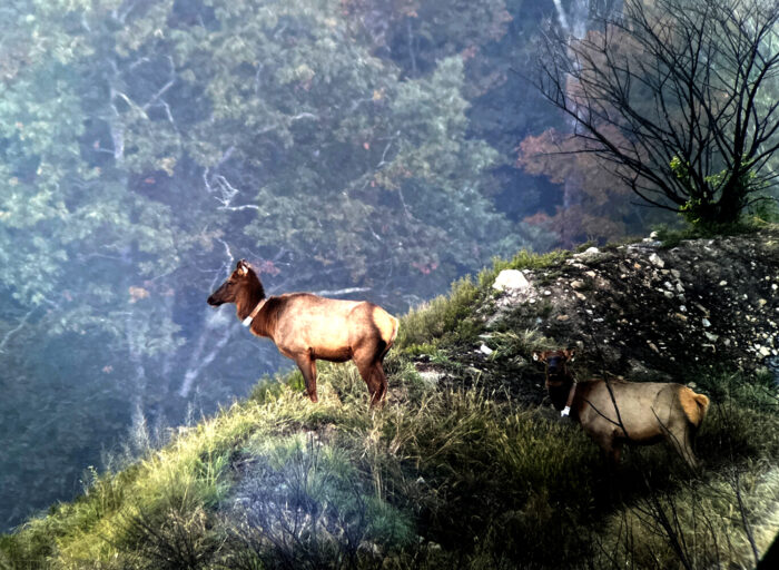 An elk cow stands on a steep cliff surrounded by trees