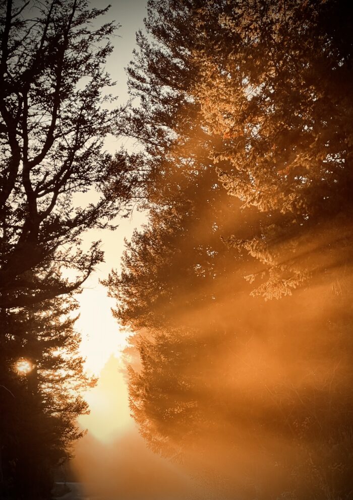Sunlight shining through tree branches.