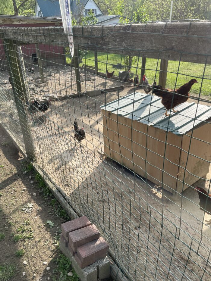 A large chicken coop is shown. At least eight chickens are visible.