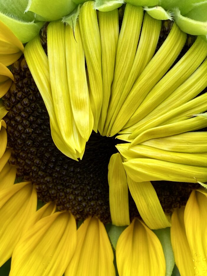 A close up of a yellow flower.