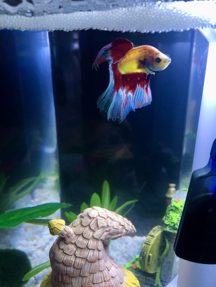 A Betta fish swimming in its water tank.