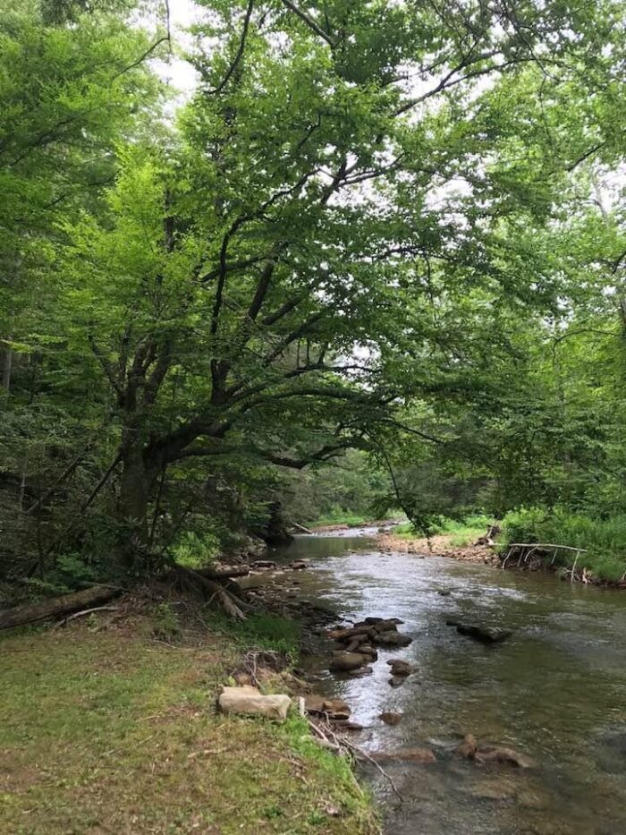 A creek during the day. Trees with green leaves are seen above.