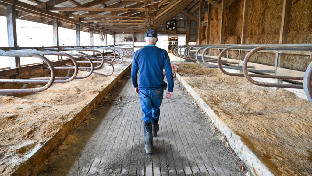 A man walking down the aisle of a dairy barn. His back is facing the camera.