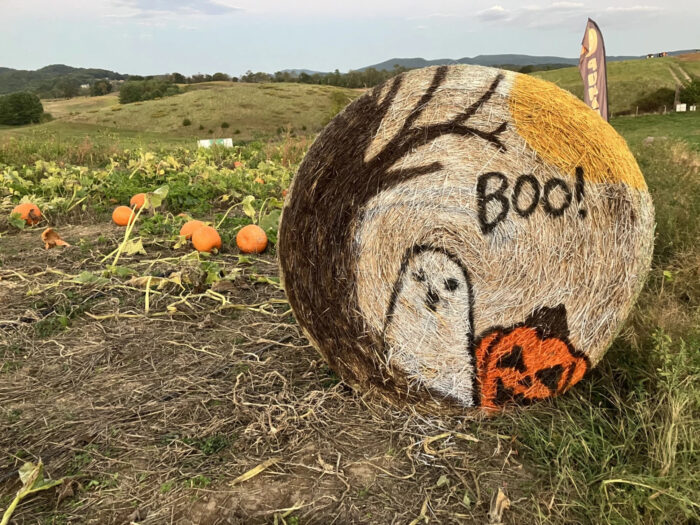 A wheel of hay in a pumpkin patch.