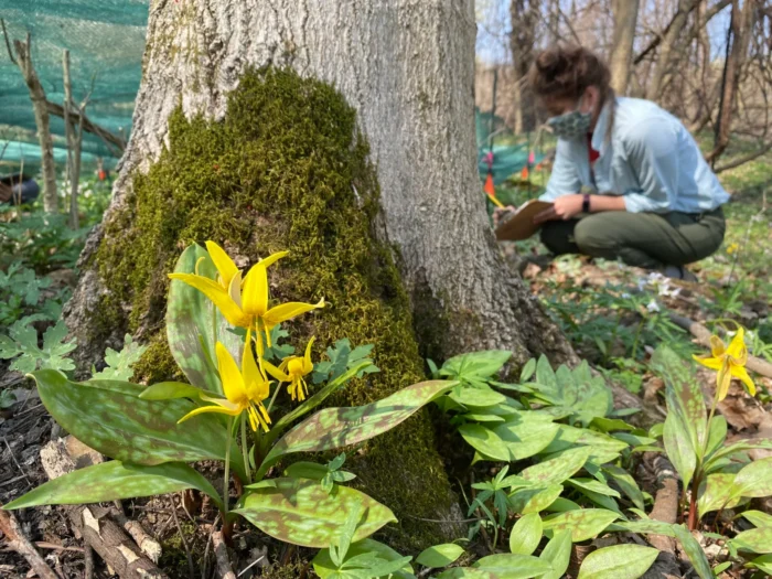 A tree trunk with moss and flowers. There is someone in the background crouched down. 