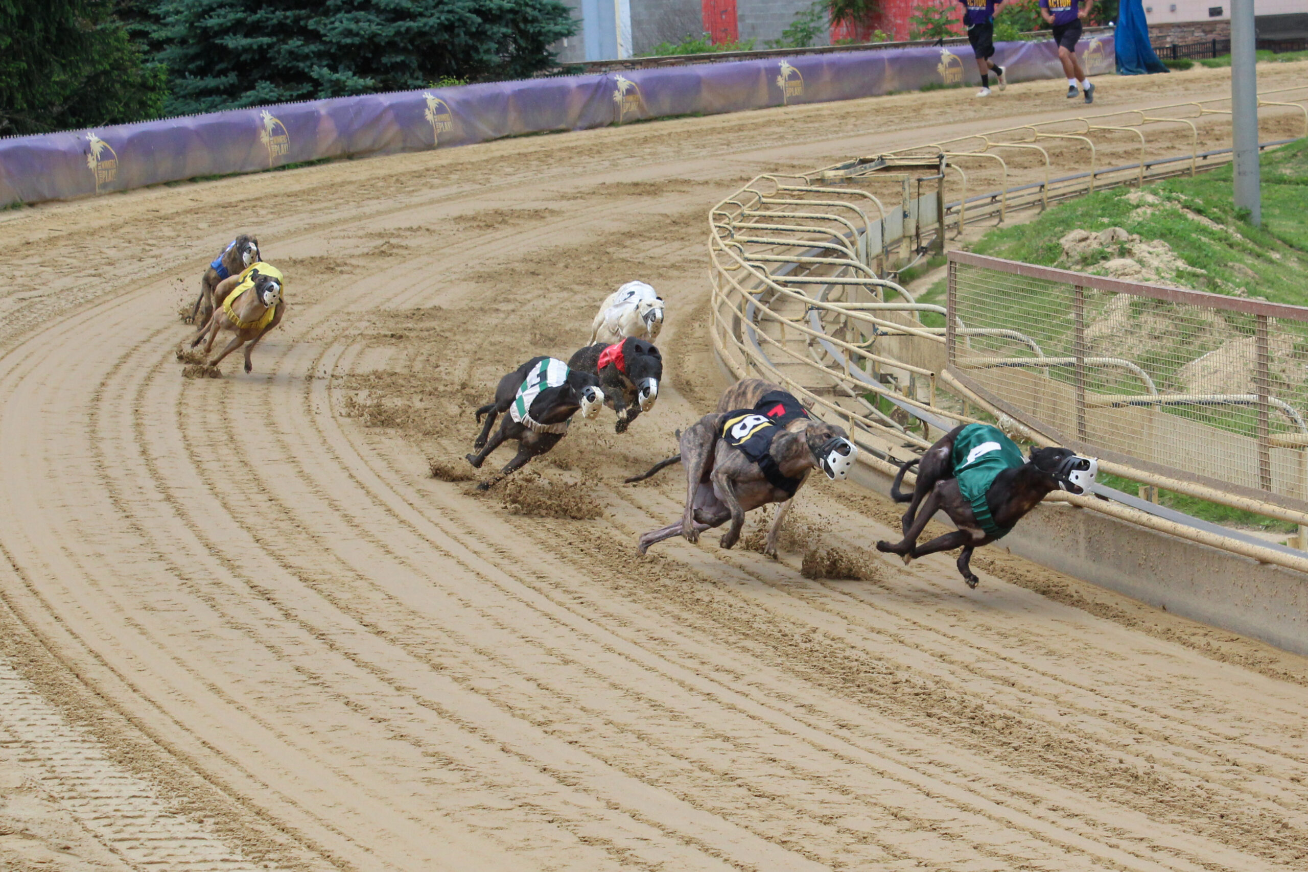 State Lawmakers Support End Of Greyhound Racing In Letter To Senators 