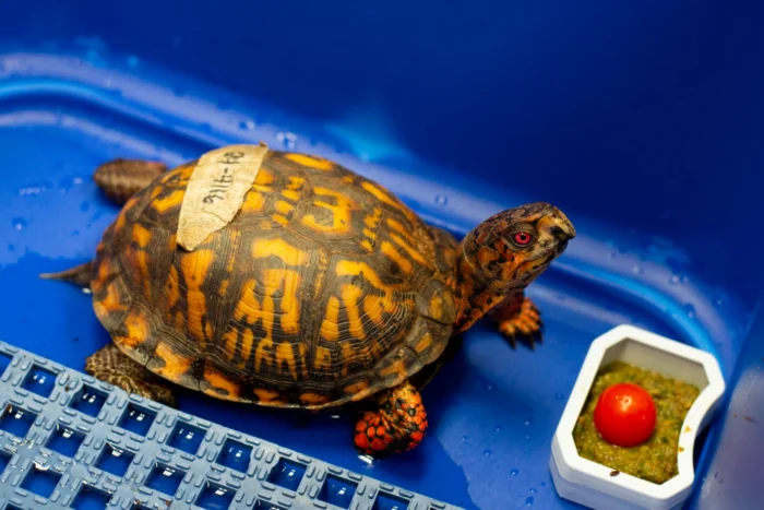 A box turtle sitting in a blue box. There is a tomato in its food dish.