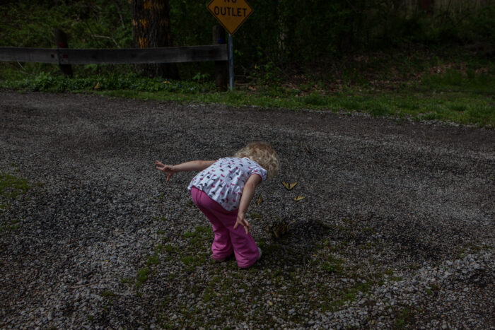 A young girl standing in the middle of a gravel road. She is bent over looking at swallowtail butterflies.
