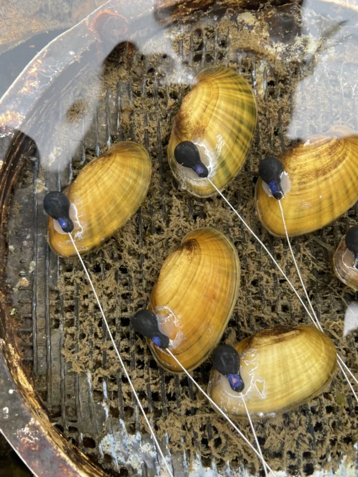 Five mussels with yellowish orange shells are sitting in a tray of water. There are black tracking tags attached to their shells. 
