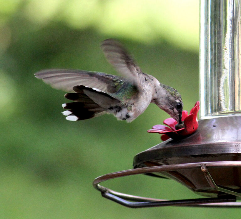 Close up of a hummingbird taking a drink from a feeder