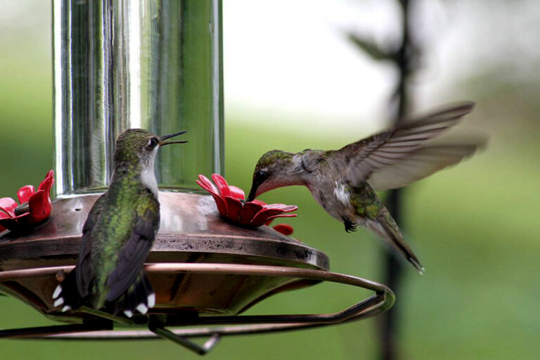 A hummingbird flies and take a drink while a second watches
