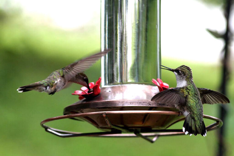 Two hummingbirds on a feeder, one landed and the other in flight