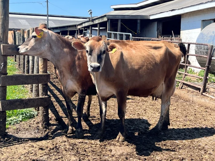 Two cows in a coral. One is looking at the camera. 