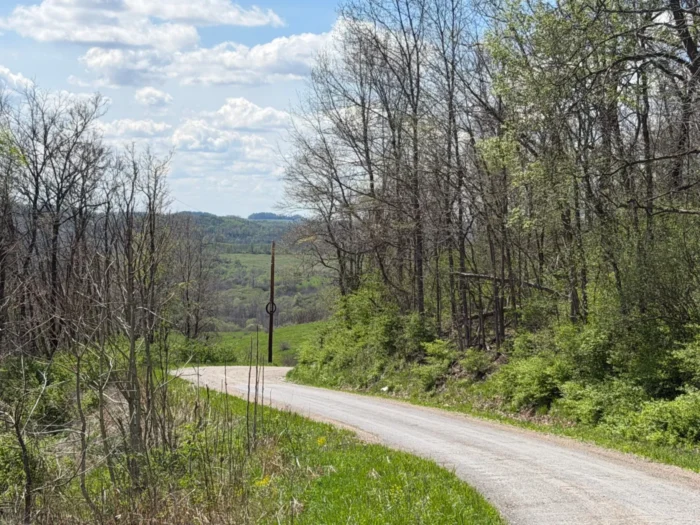 A landscape image of a road leading off into the horizon. It is a sunny day, the grass is green and the trees are blooming. 