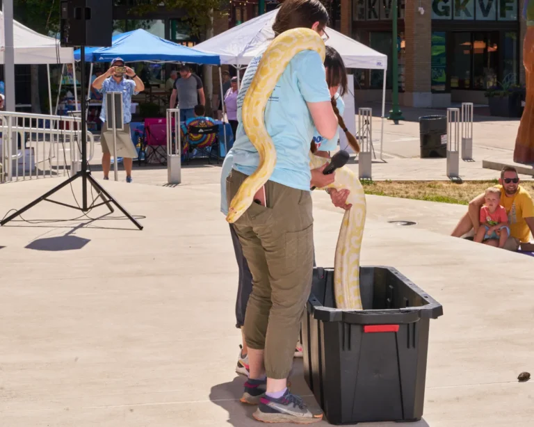 A woman stands next to a plastic bin and holds a large yellow and white snake.