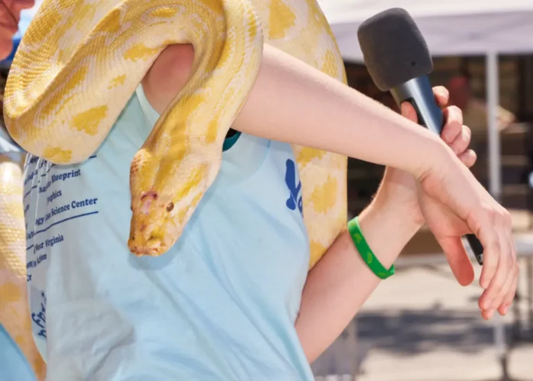 A closeup photo of a yellow and white snake on a person's shoulder. The person is holding a microphone up near their face.