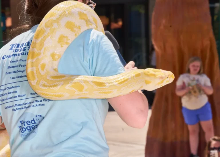 A close up photo of a yellow and white snake on a woman's shoulder.