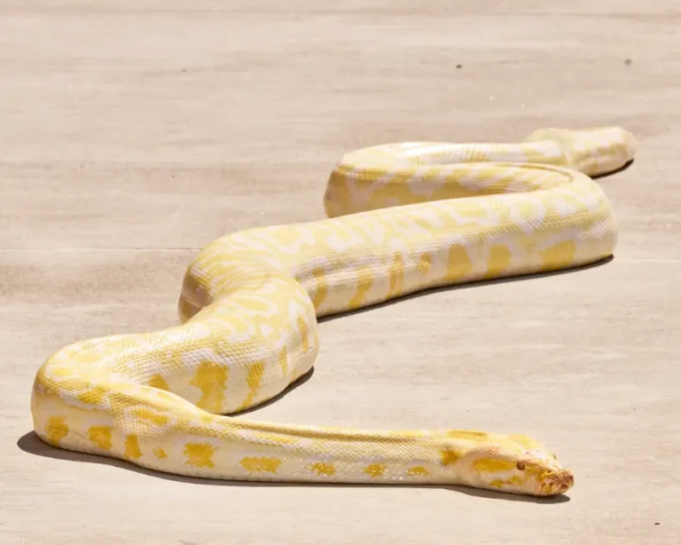 A closeup photo of the full body of a yellow and white snake slithering along a concrete stage.