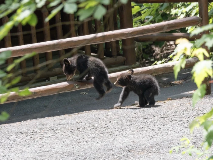 Two young black bears climb through a log fence.