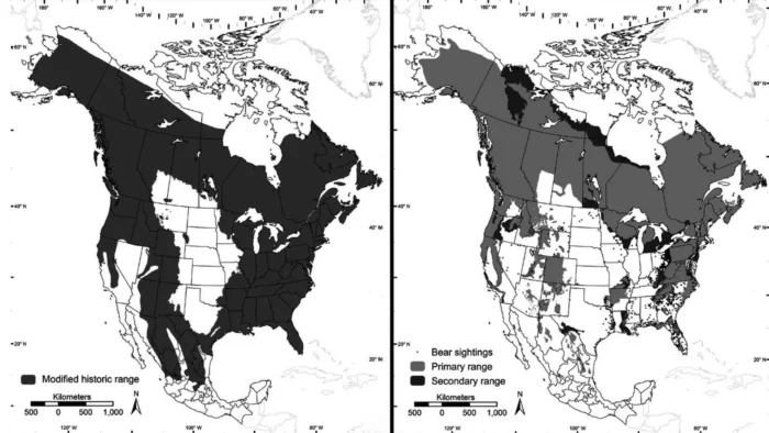Two side-by-side maps depicting changes to black bear sightings in North America.