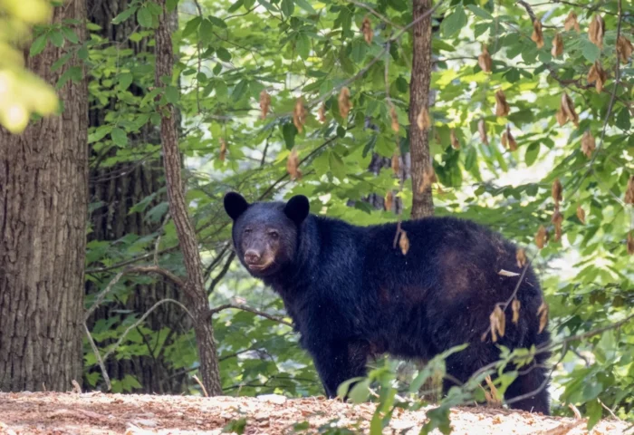 A black bear at a distance, standing on the ground next to a tree.