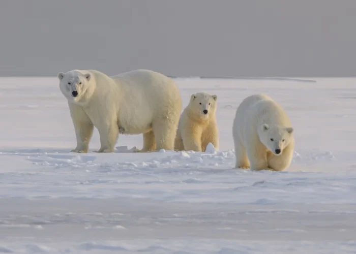 A polar bear family of three look on at the photographer.