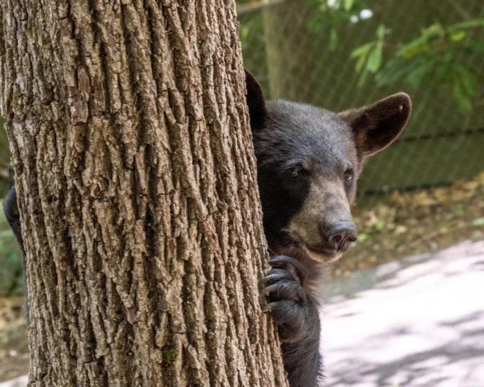 A black bear peeks around the corner of a tree.