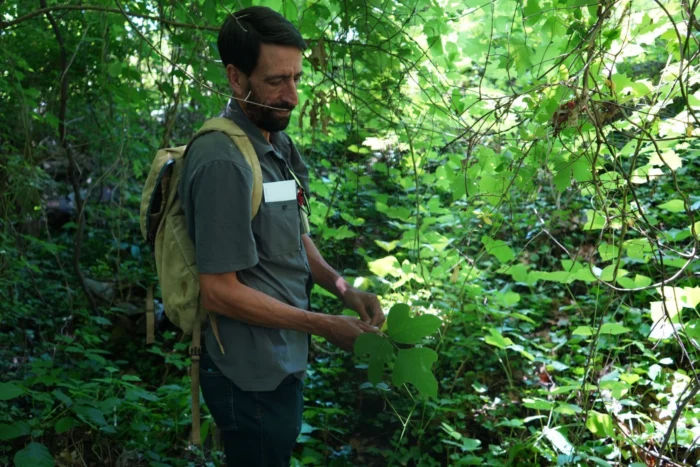 A lean man with dark hair and a dark beard, wearing a backpack, touches vines growing off a wall. He is wearing a gray polo shirt.