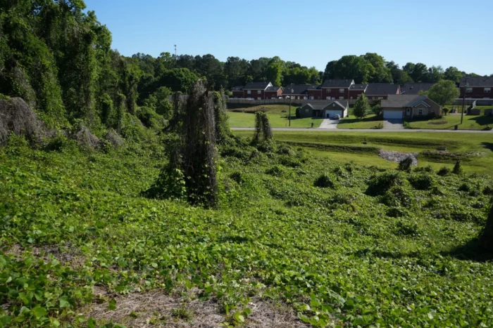 A blanket of vines cover a hillside on a clear day. Beyond the hillside are houses in a neighborhood.
