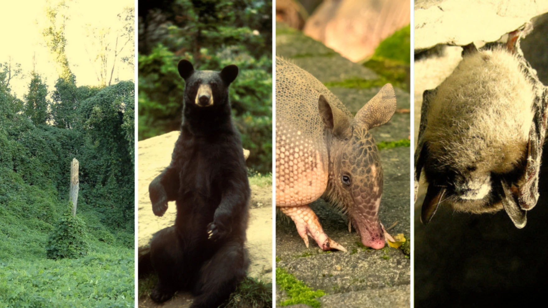 A composite image featuring four things: kudzu, black bears, armadillos, and bats.