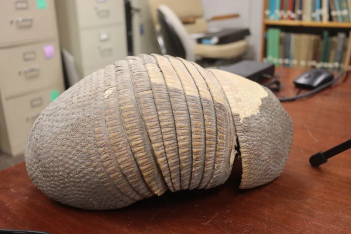 The armor of an armadillo is seen on a table.