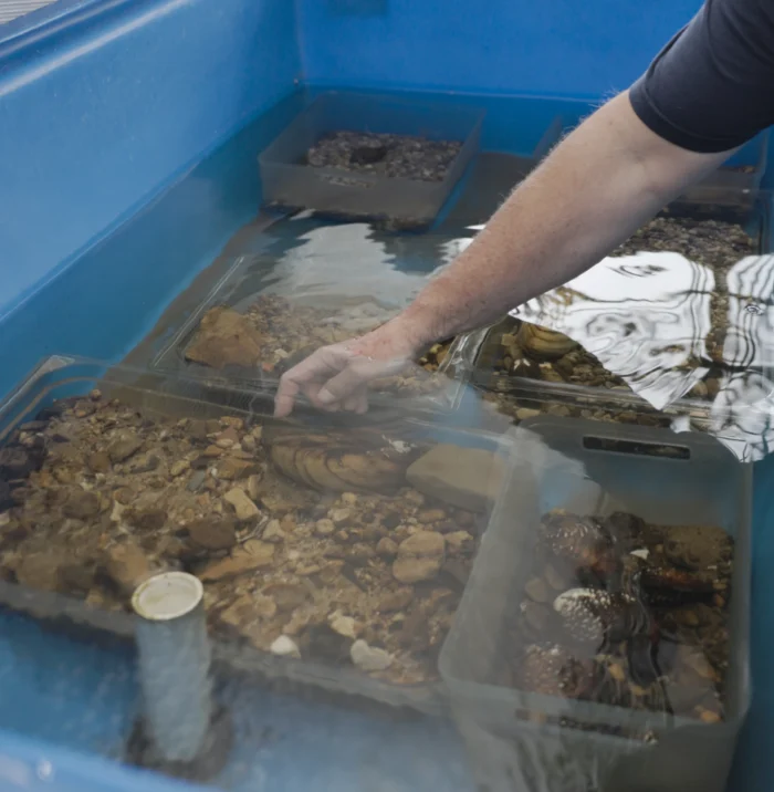 Several containers of freshwater mussels are shown. A person's hand reaches down inside the water.