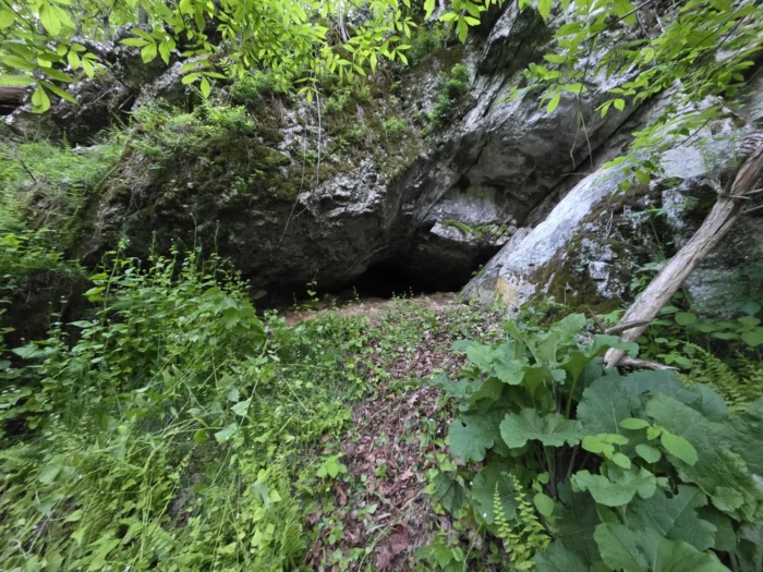 The mouth of a stone cave where bats live. The opening is small and surrounded by vegetation and trees.