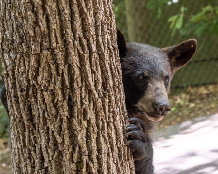 A black bear peering around the corner of a tree. 